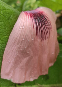 Pétale rose de pavot géant avec la rosée du matin
