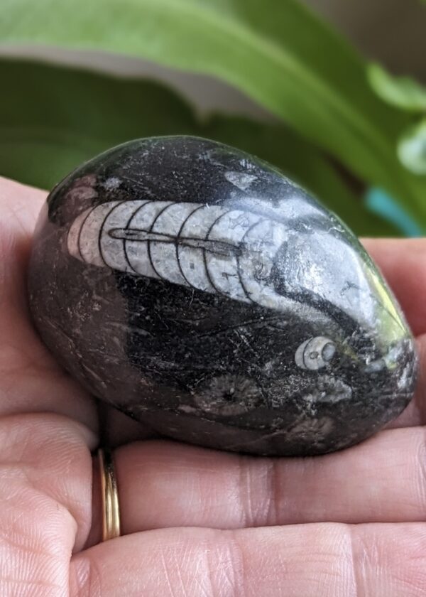 Orthoceras en forme d'oeuf – Image 2