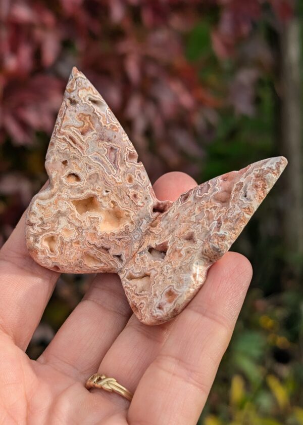 Papillon 3D crazy lace