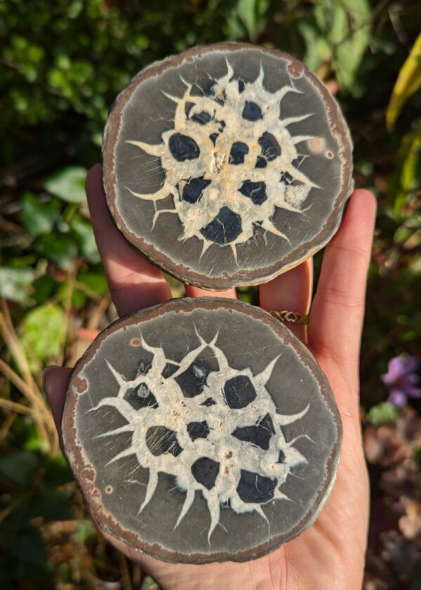 Nodule de Septaria XL