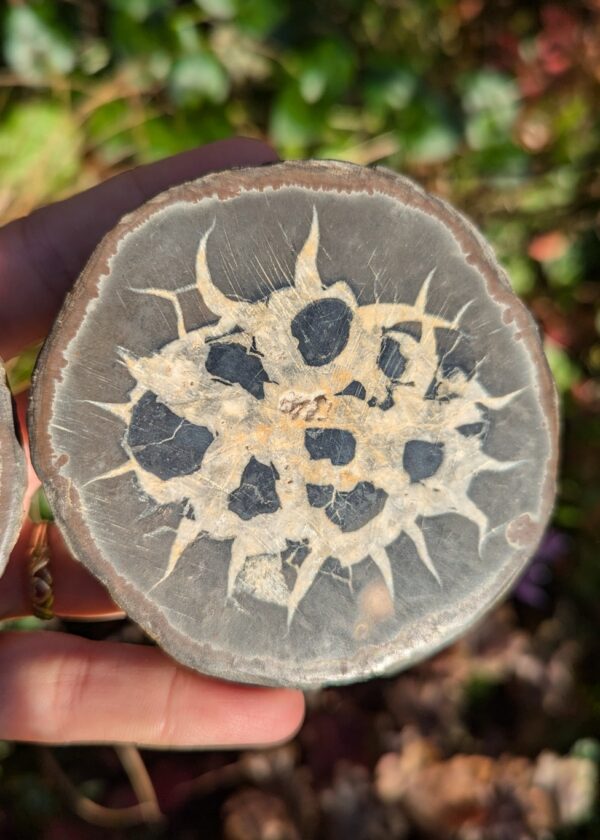 Nodule de Septaria XL – Image 2
