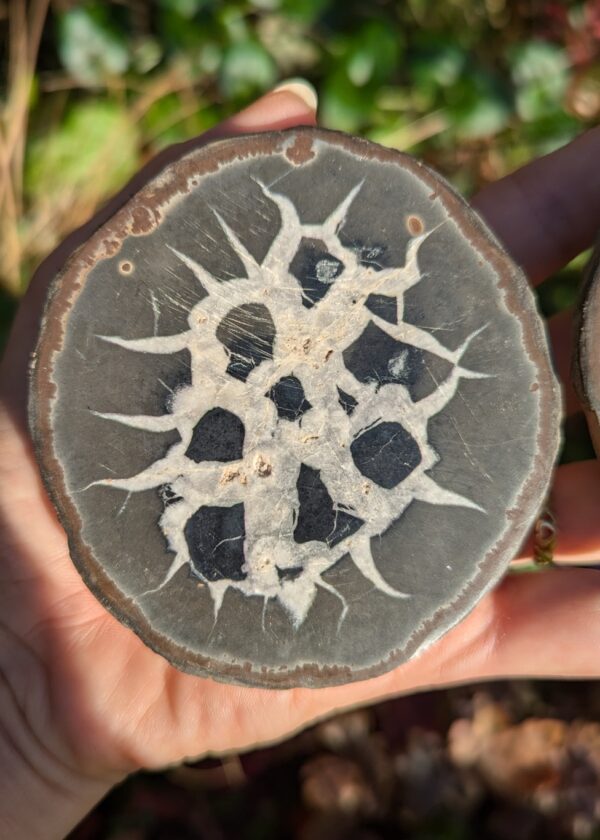 Nodule de Septaria XL – Image 4