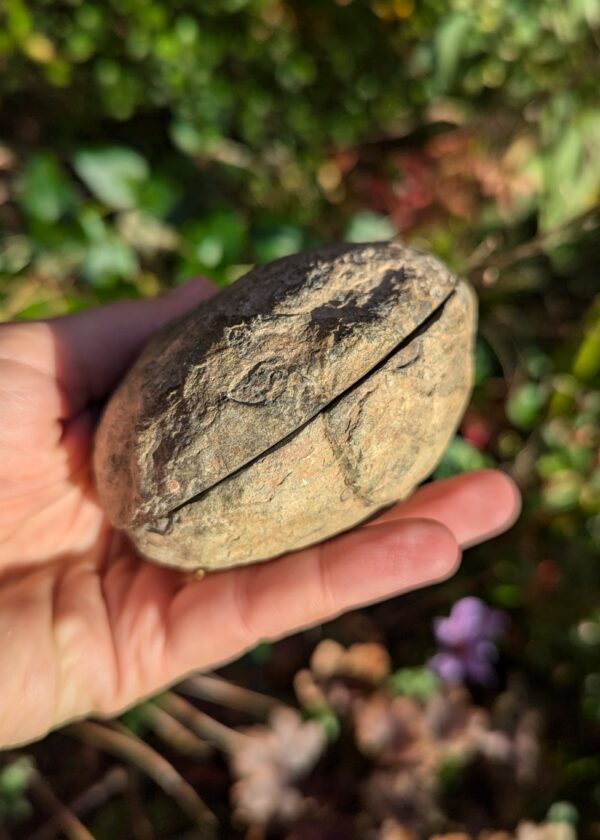 Nodule de Septaria XL – Image 3