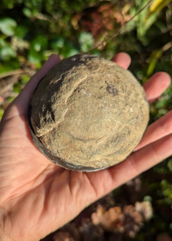 Nodule de Septaria XL – Image 5