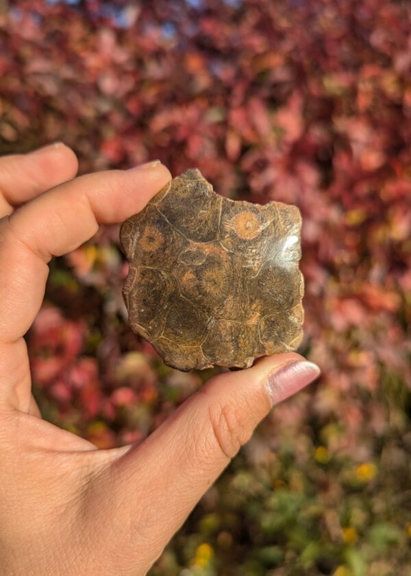 Corail Fossile – Image 2