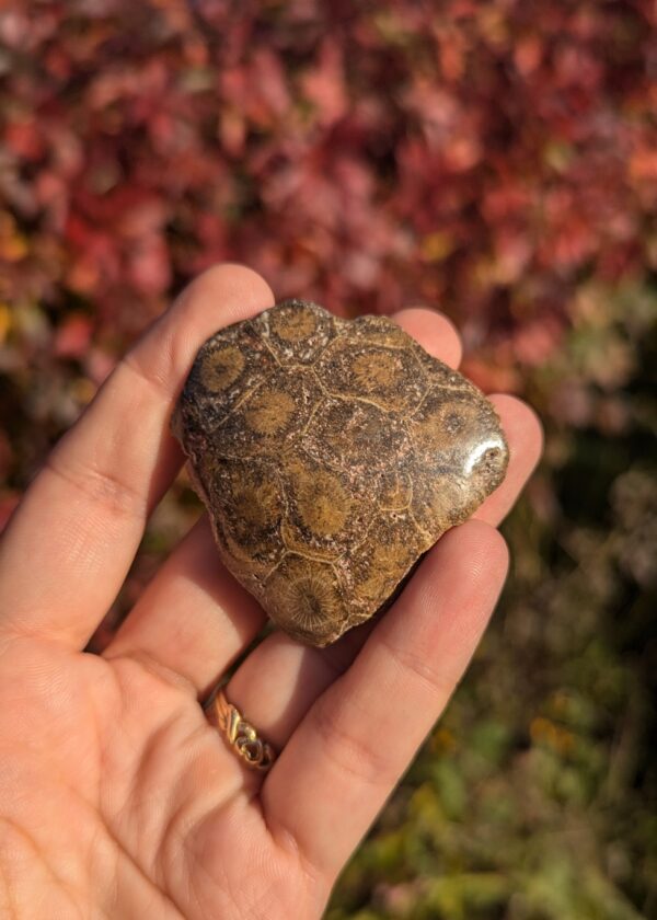 Corail Fossile – Image 3