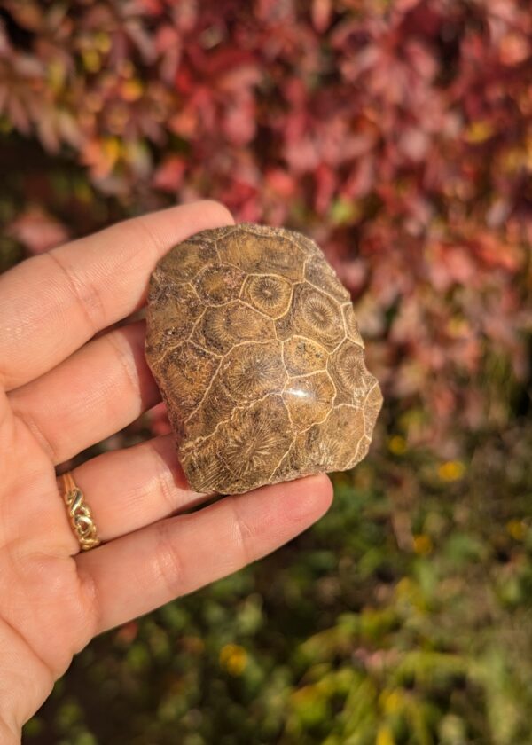 Corail Fossile