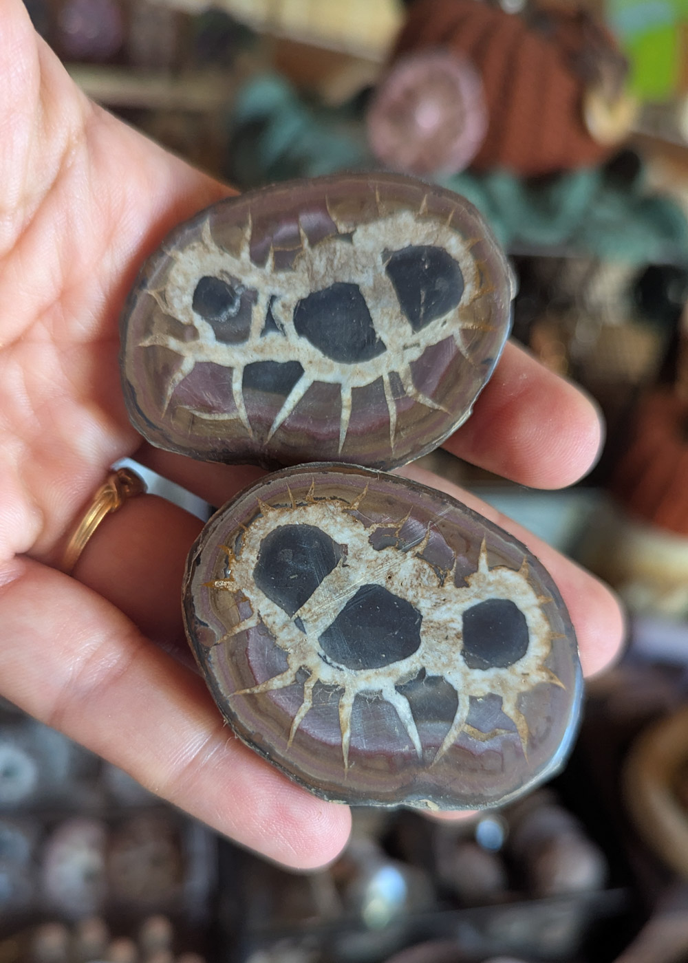 Paire de Nodules de Septaria