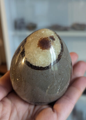 Oeuf Septaria (gros)