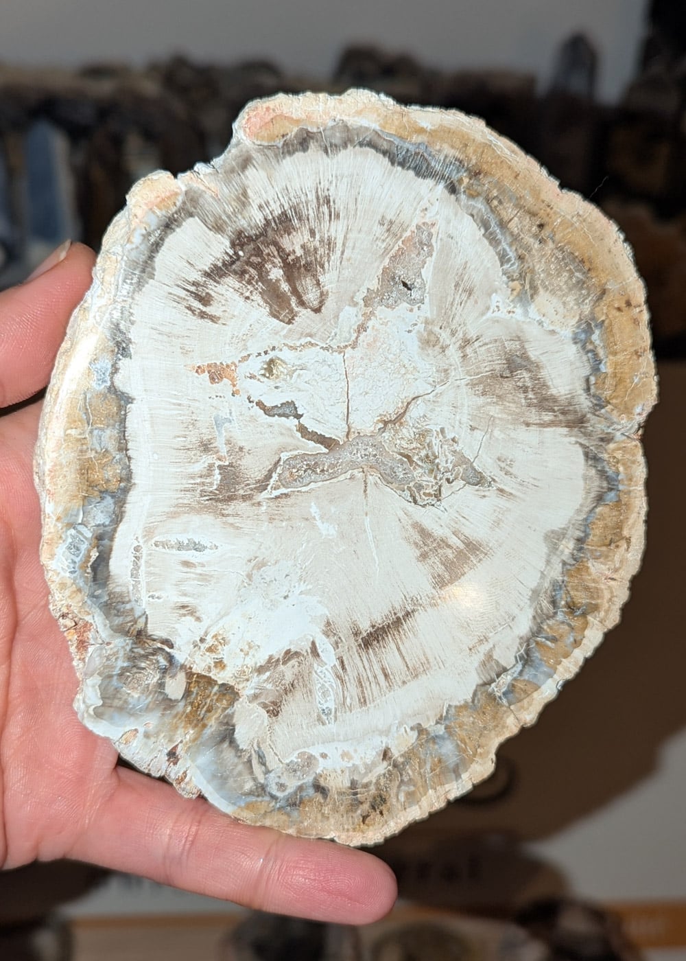 Bois fossile blanc et cristalisé