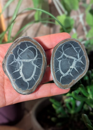 Nodule de Septaria J