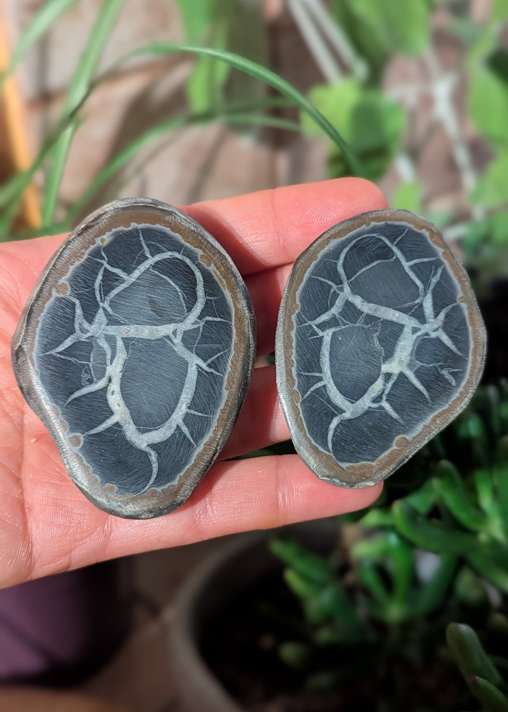 Nodule de Septaria J