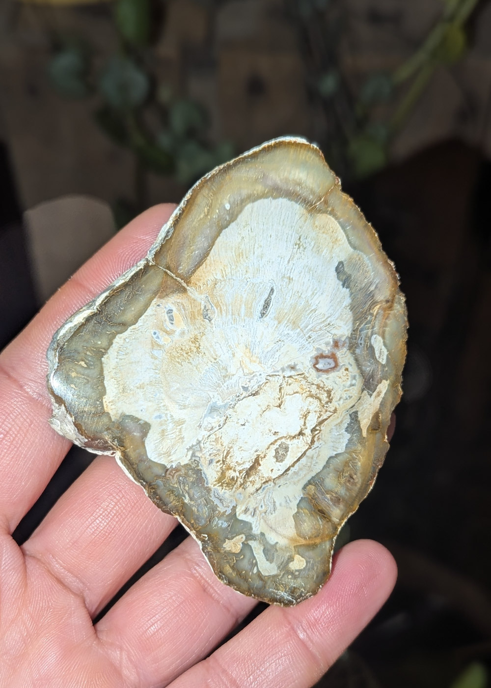 Bois fossile AB – Image 2