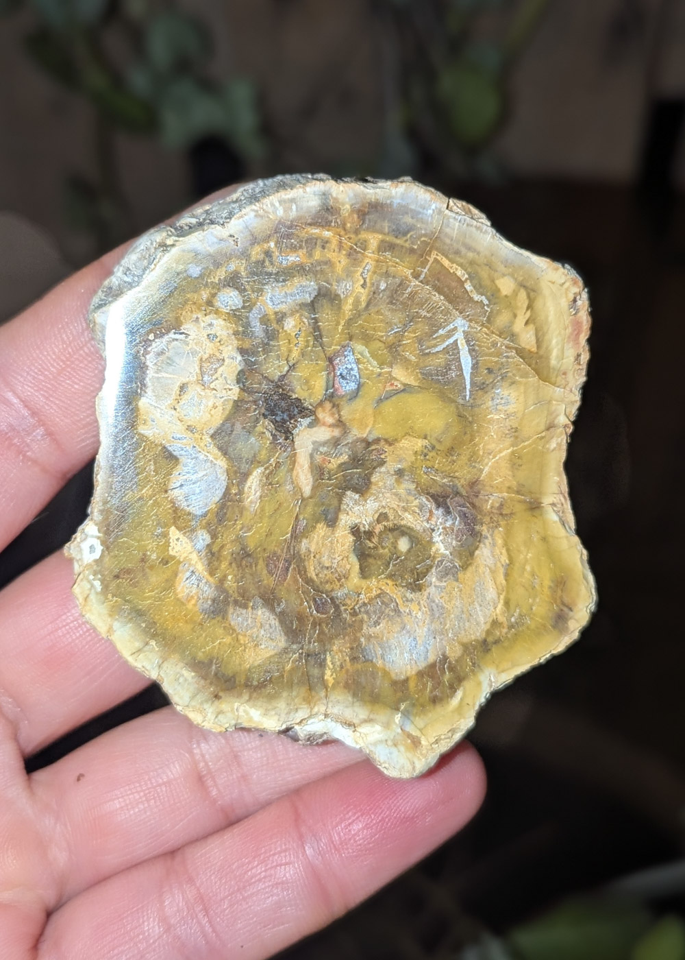 Bois fossile E – Image 2