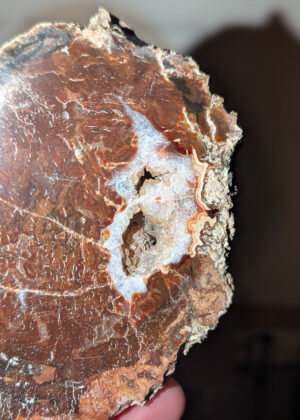 Bois fossile rouge et cristalisé