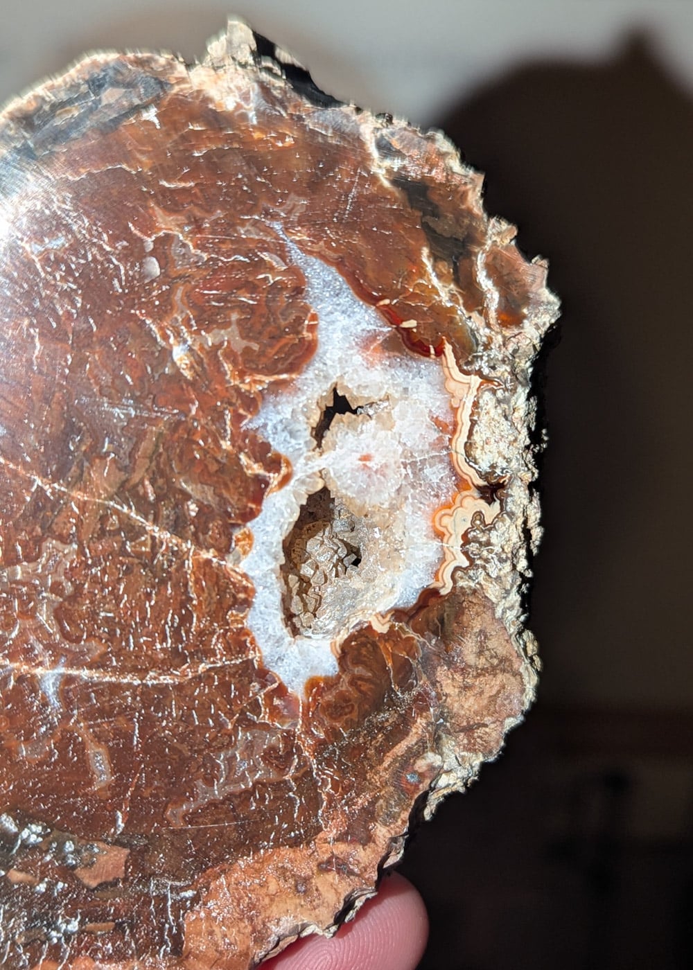 Bois fossile rouge et cristalisé