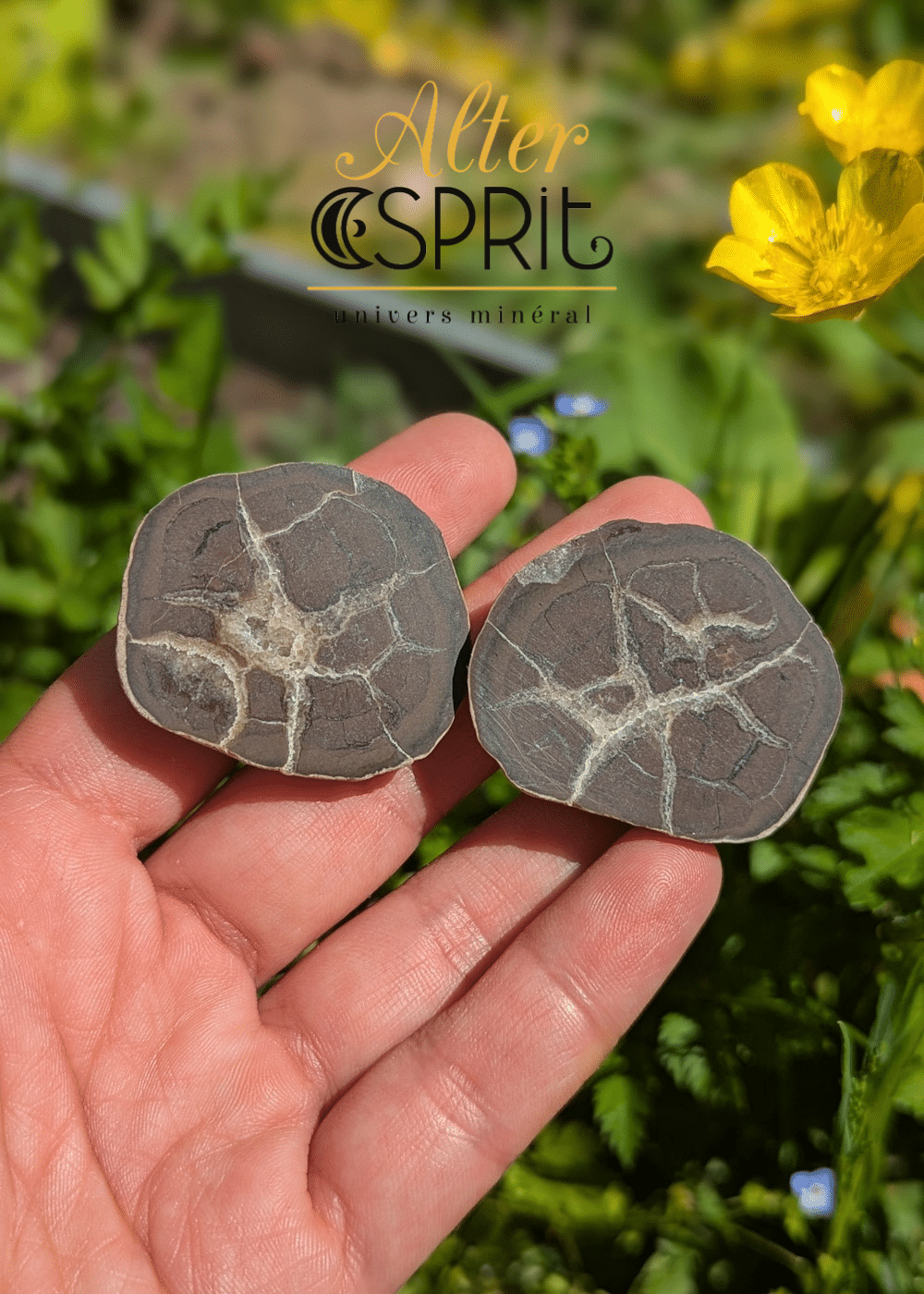 Septaria Française B