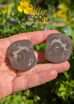 Septaria Française C